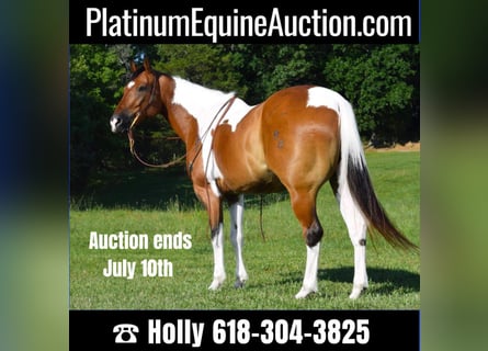 American Quarter Horse, Ruin, 11 Jaar, Tobiano-alle-kleuren