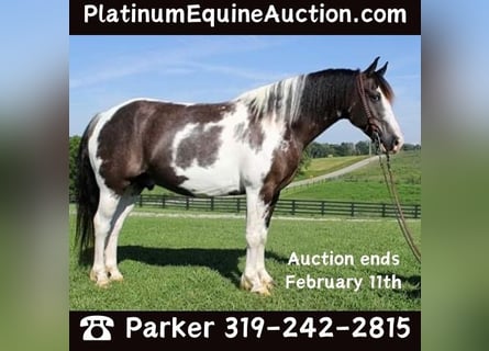 American Quarter Horse, Ruin, 11 Jaar, Tobiano-alle-kleuren