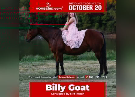 American Quarter Horse, Ruin, 12 Jaar, 140 cm, Roodbruin