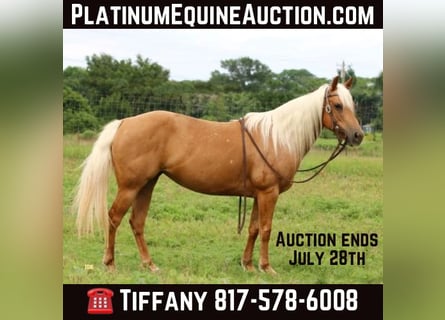 American Quarter Horse, Ruin, 12 Jaar, 142 cm, Palomino