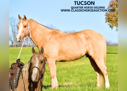 American Quarter Horse, Ruin, 12 Jaar, 142 cm, Palomino