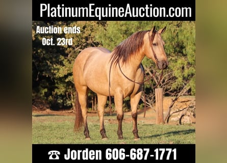 American Quarter Horse, Ruin, 12 Jaar, 145 cm, Buckskin