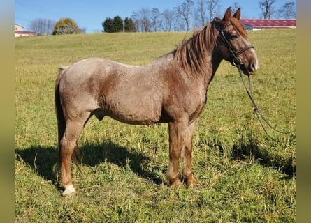 American Quarter Horse Mix, Ruin, 12 Jaar, 147 cm, Roan-Red