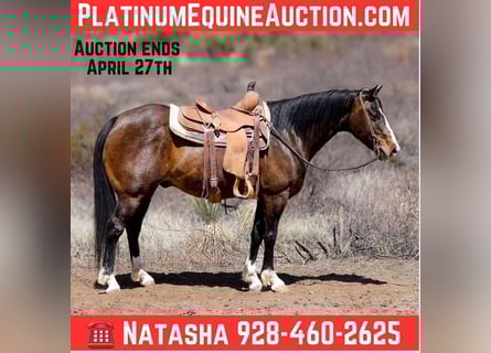 American Quarter Horse, Ruin, 12 Jaar, 147 cm, Roodbruin