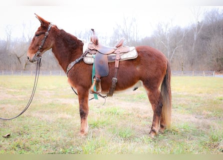 American Quarter Horse, Ruin, 12 Jaar, 147 cm, Roodvos