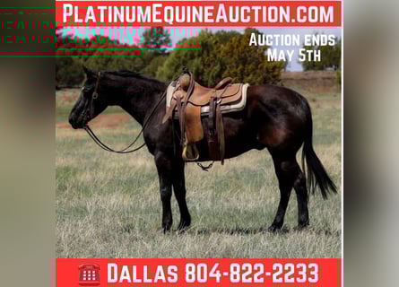 American Quarter Horse, Ruin, 12 Jaar, 147 cm, Zwart