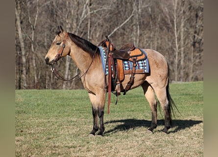 American Quarter Horse, Ruin, 12 Jaar, 150 cm, Buckskin