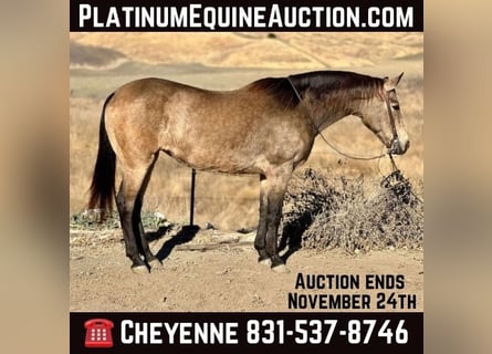 American Quarter Horse, Ruin, 12 Jaar, 150 cm, Buckskin