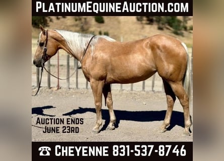 American Quarter Horse, Ruin, 12 Jaar, 150 cm, Palomino