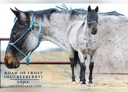 American Quarter Horse, Ruin, 12 Jaar, 150 cm, Roan-Blue
