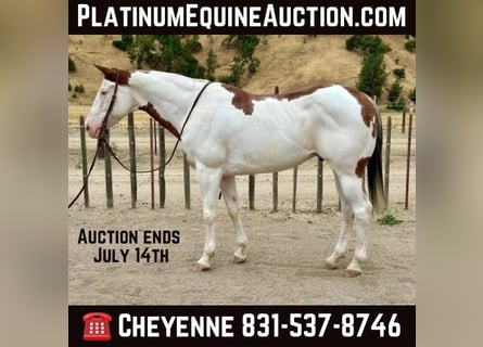 American Quarter Horse, Ruin, 12 Jaar, 150 cm, Roodbruin