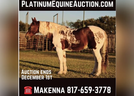 American Quarter Horse, Ruin, 12 Jaar, 150 cm, Tobiano-alle-kleuren