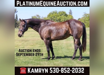 American Quarter Horse, Ruin, 12 Jaar, 152 cm, Buckskin