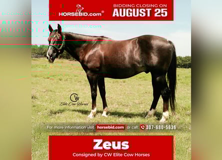 American Quarter Horse, Ruin, 12 Jaar, 152 cm, Donkere-vos