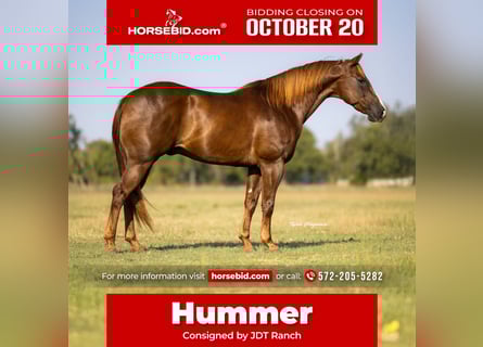 American Quarter Horse, Ruin, 12 Jaar, 152 cm, Donkere-vos