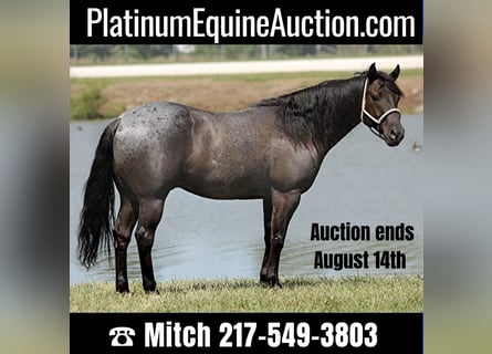 American Quarter Horse, Ruin, 12 Jaar, 152 cm, Roan-Blue