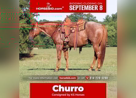 American Quarter Horse, Ruin, 12 Jaar, 152 cm, Roan-Red