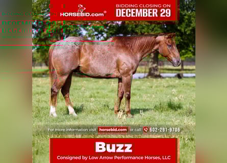 American Quarter Horse, Ruin, 12 Jaar, 152 cm, Roan-Red