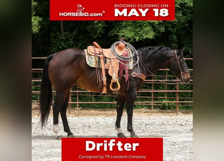 American Quarter Horse, Ruin, 12 Jaar, 152 cm, Roodbruin