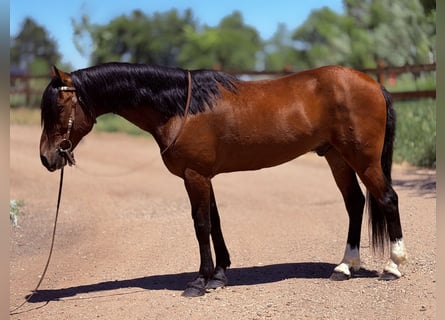 American Quarter Horse, Ruin, 12 Jaar, 152 cm, Roodbruin