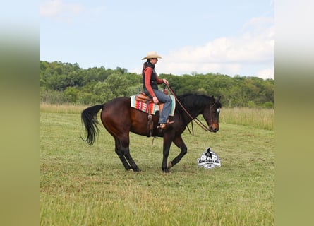 American Quarter Horse Mix, Ruin, 12 Jaar, 152 cm, Roodbruin