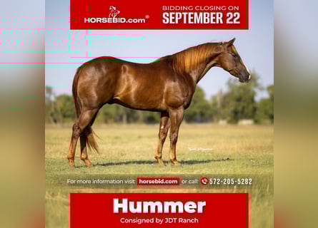 American Quarter Horse, Ruin, 12 Jaar, 152 cm, Roodvos