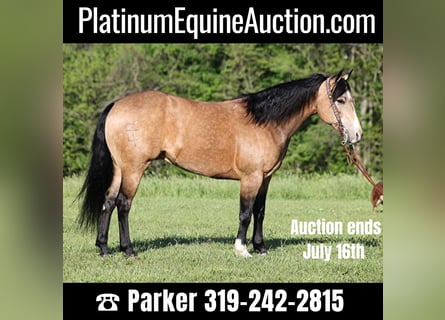 American Quarter Horse, Ruin, 12 Jaar, 155 cm, Buckskin
