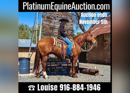 American Quarter Horse, Ruin, 12 Jaar, 155 cm, Champagne