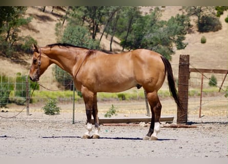 American Quarter Horse, Ruin, 12 Jaar, 155 cm, Falbe