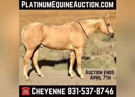 American Quarter Horse, Ruin, 12 Jaar, 155 cm, Palomino