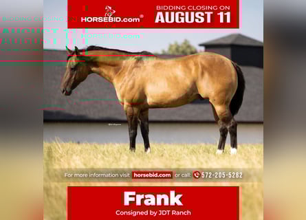 American Quarter Horse, Ruin, 12 Jaar, 157 cm, Falbe
