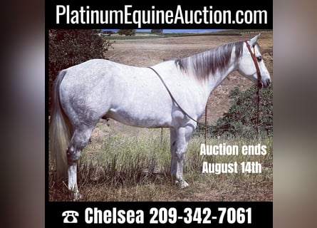 American Quarter Horse, Ruin, 12 Jaar, 157 cm, Schimmel