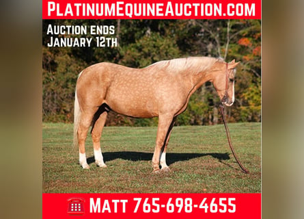 American Quarter Horse, Ruin, 12 Jaar, 160 cm, Palomino