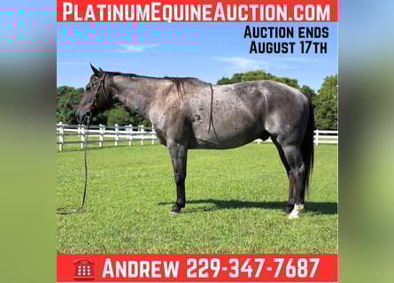 American Quarter Horse, Ruin, 12 Jaar, 160 cm, Roan-Bay