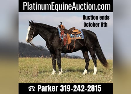 American Quarter Horse, Ruin, 12 Jaar, 160 cm, Tobiano-alle-kleuren