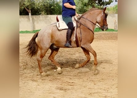 American Quarter Horse Mix, Ruin, 12 Jaar, 162 cm, Roan-Red