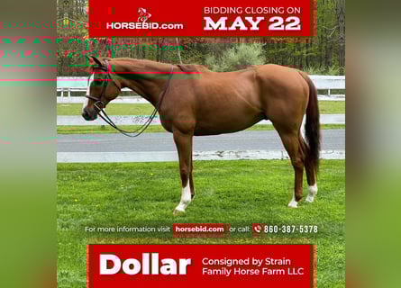 American Quarter Horse, Ruin, 12 Jaar, 163 cm, Roodvos