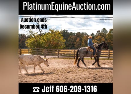 American Quarter Horse, Ruin, 12 Jaar, 165 cm, Roan-Blue