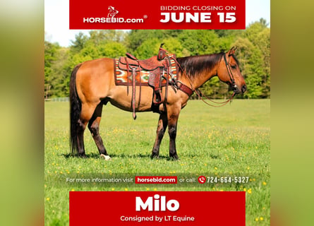 American Quarter Horse, Ruin, 12 Jaar, Buckskin