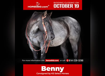 American Quarter Horse, Ruin, 12 Jaar, Roan-Blue
