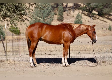 American Quarter Horse, Ruin, 12 Jaar, Roodvos