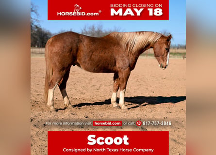 American Quarter Horse, Ruin, 12 Jaar, Roodvos