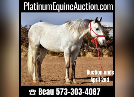 American Quarter Horse, Ruin, 12 Jaar, Schimmel