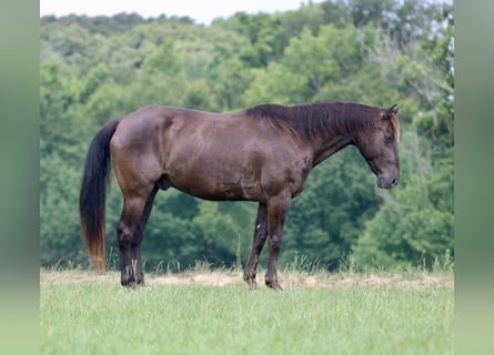 American Quarter Horse, Ruin, 12 Jaar, Zwart