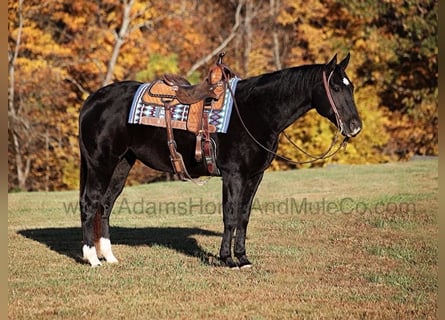 American Quarter Horse, Ruin, 12 Jaar, Zwart