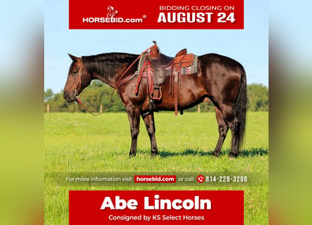 American Quarter Horse, Ruin, 12 Jaar, Zwart