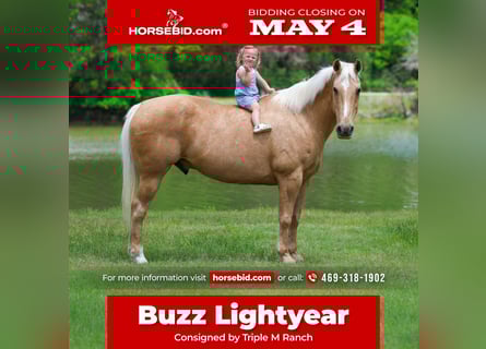 American Quarter Horse, Ruin, 13 Jaar, 142 cm, Palomino