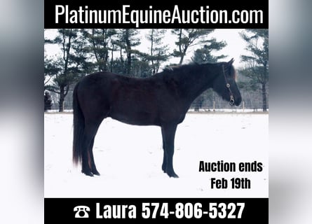 American Quarter Horse, Ruin, 13 Jaar, 142 cm, Zwart