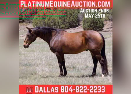 American Quarter Horse, Ruin, 13 Jaar, 147 cm, Roodbruin