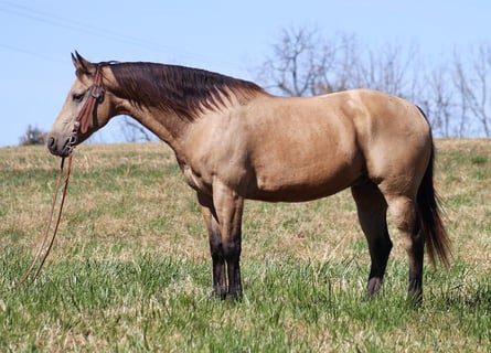 American Quarter Horse, Ruin, 13 Jaar, 150 cm, Buckskin